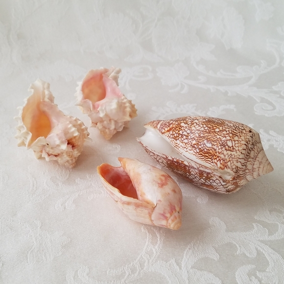 Natural Sea Shells - Picture 15 of 15